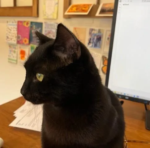 A young medium-sized male Black Domestic Short Hair cat named Elroy Is A Big for adoption in Eagle Point, OR