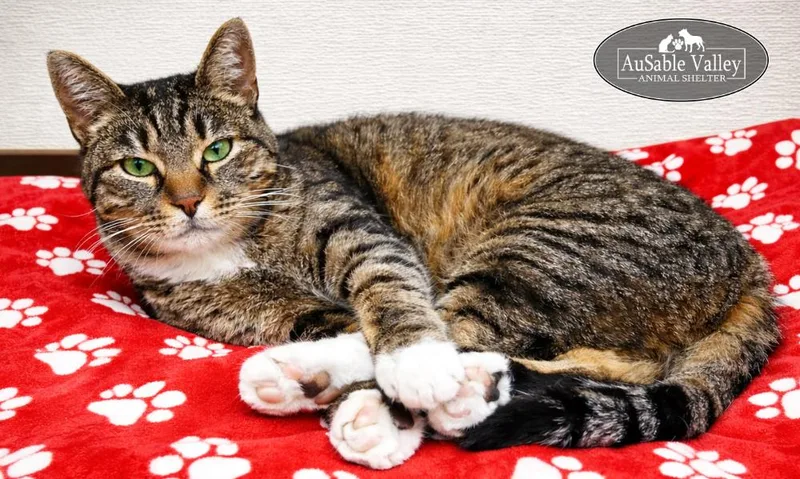 Chuckles thumbnail 2