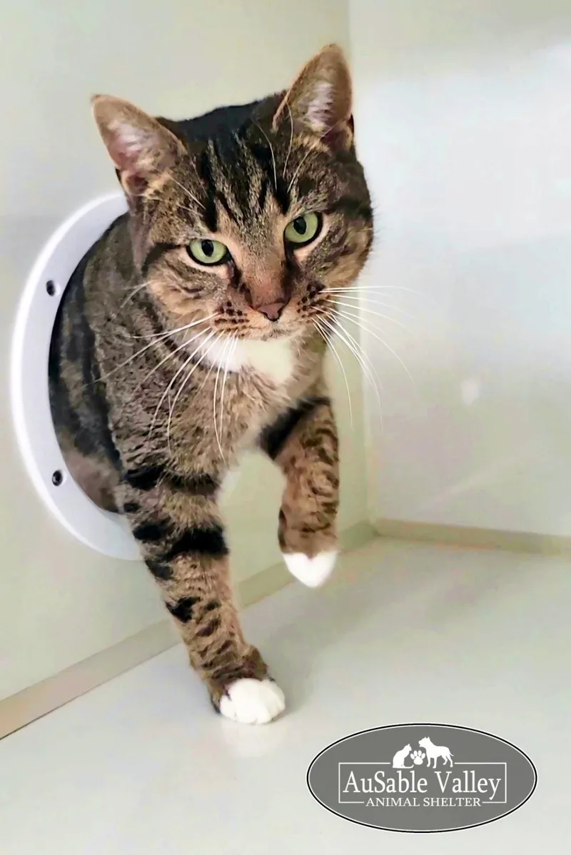 Chuckles thumbnail 3