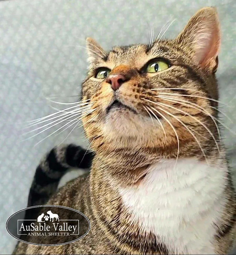 Chuckles thumbnail 5