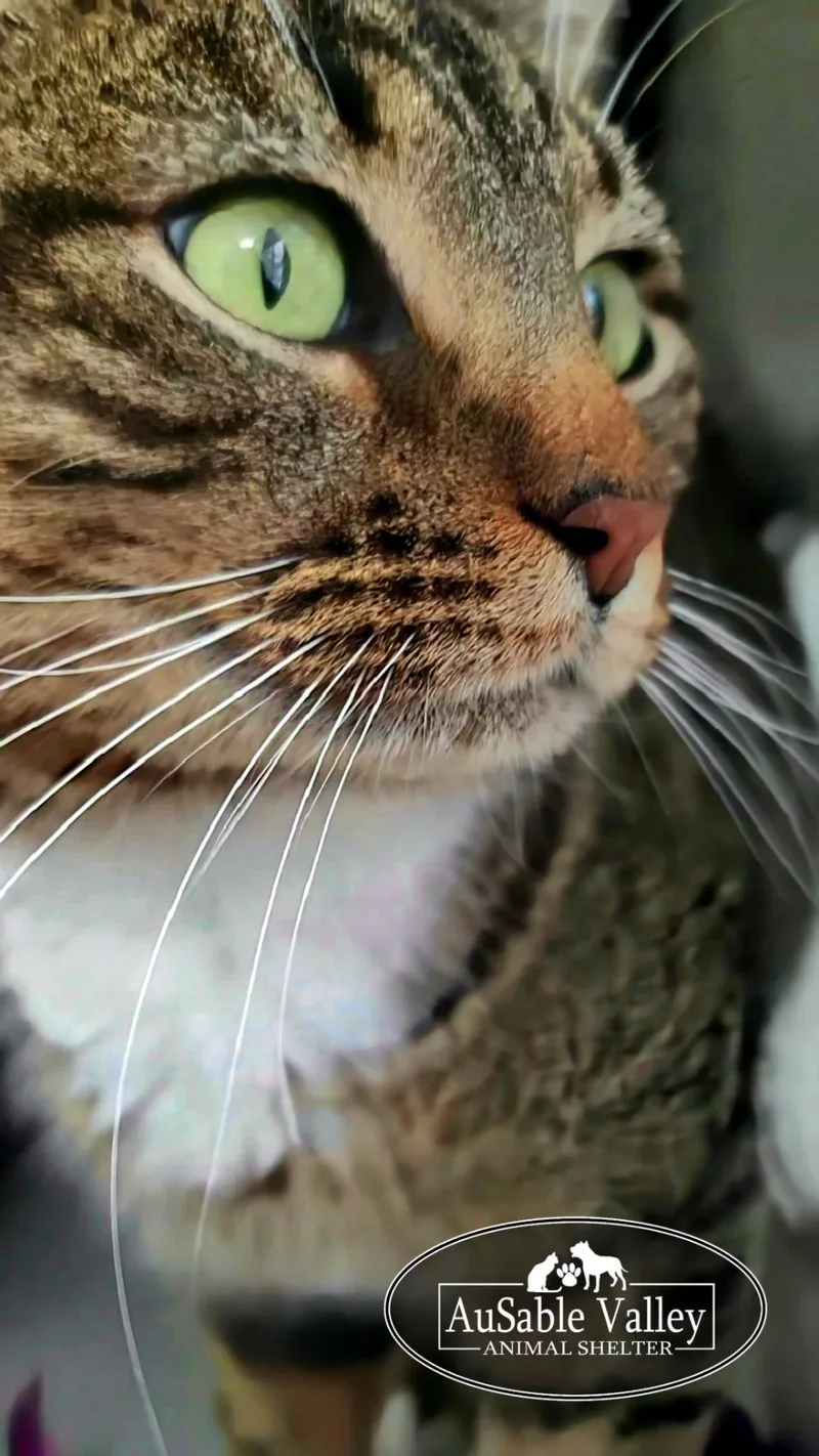 Chuckles thumbnail 6