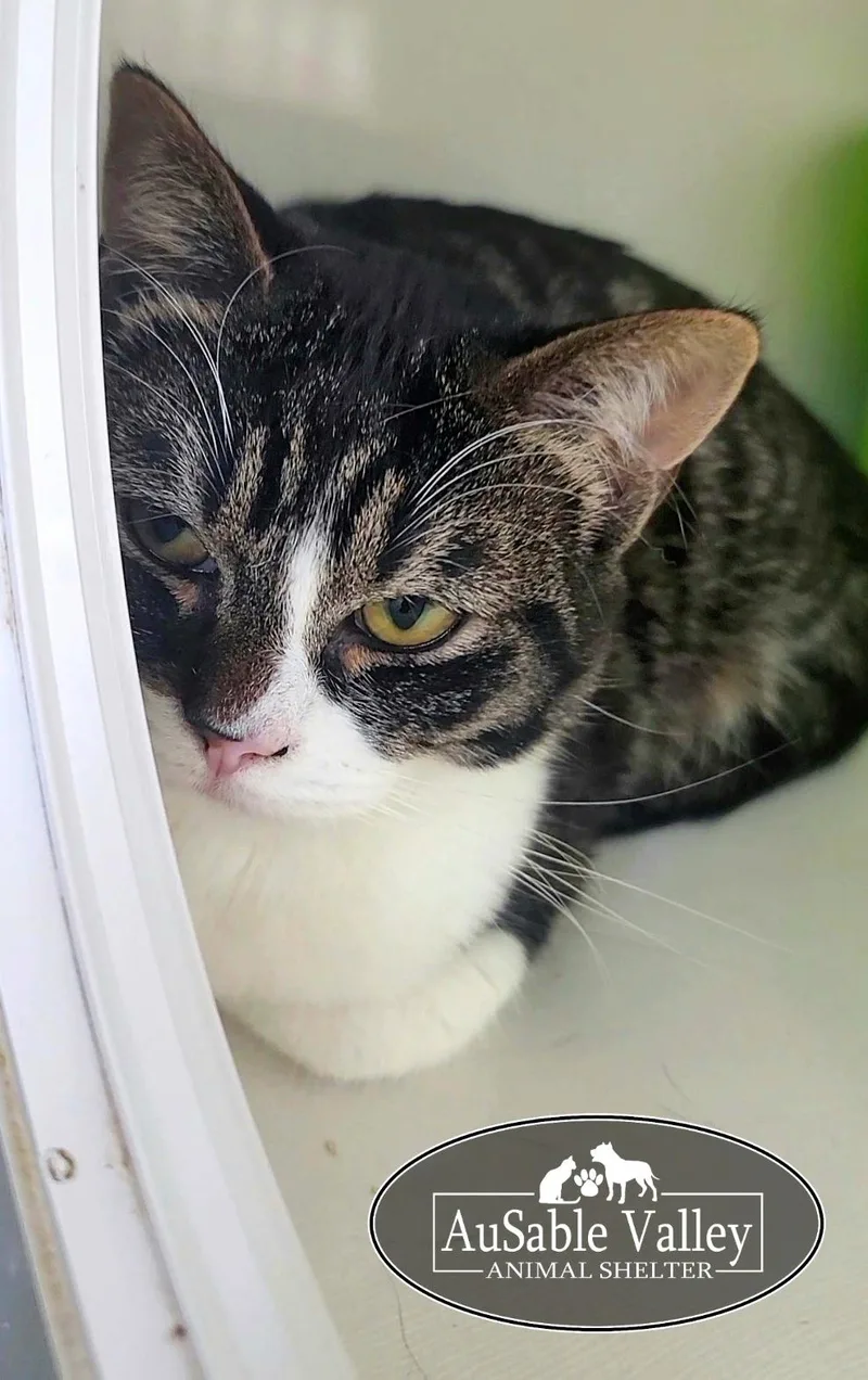 Toodlelou thumbnail 4