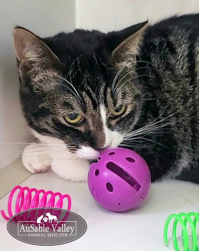 Toodlelou thumbnail 5