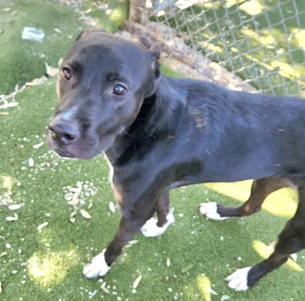 Valentine thumbnail 2