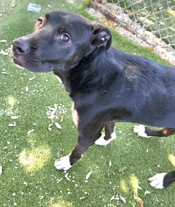 Valentine thumbnail 3