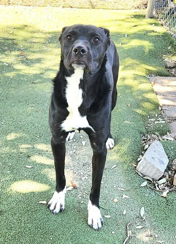 Valentine thumbnail 4