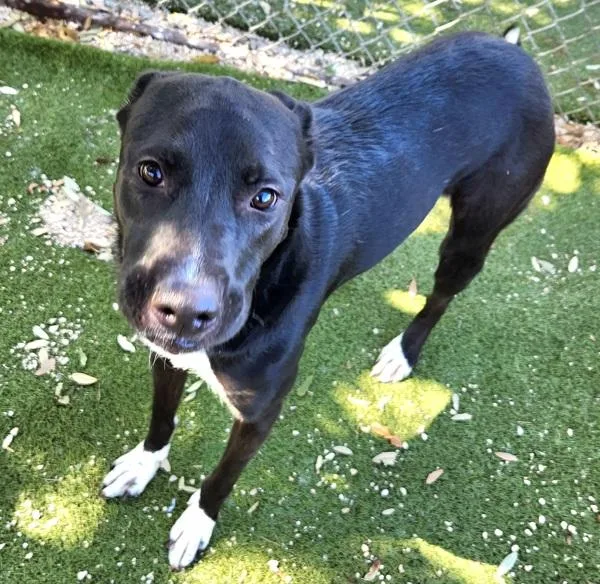 Valentine thumbnail 5