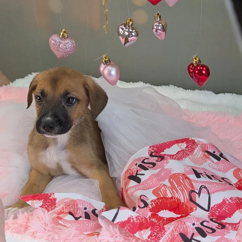 Jack Frost thumbnail 2