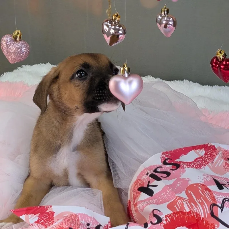 Jack Frost thumbnail 3