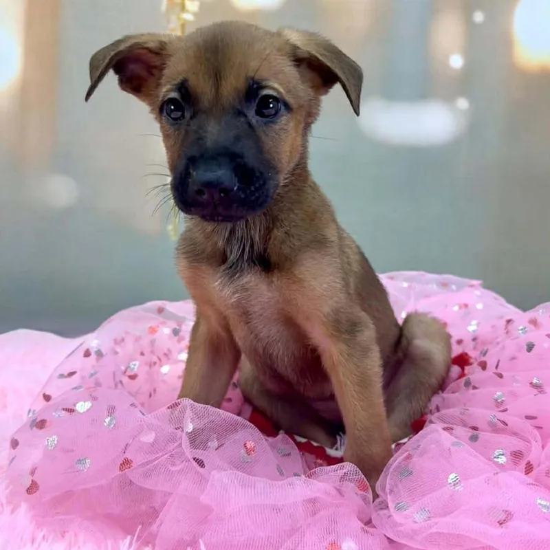 Sugarplum thumbnail 3