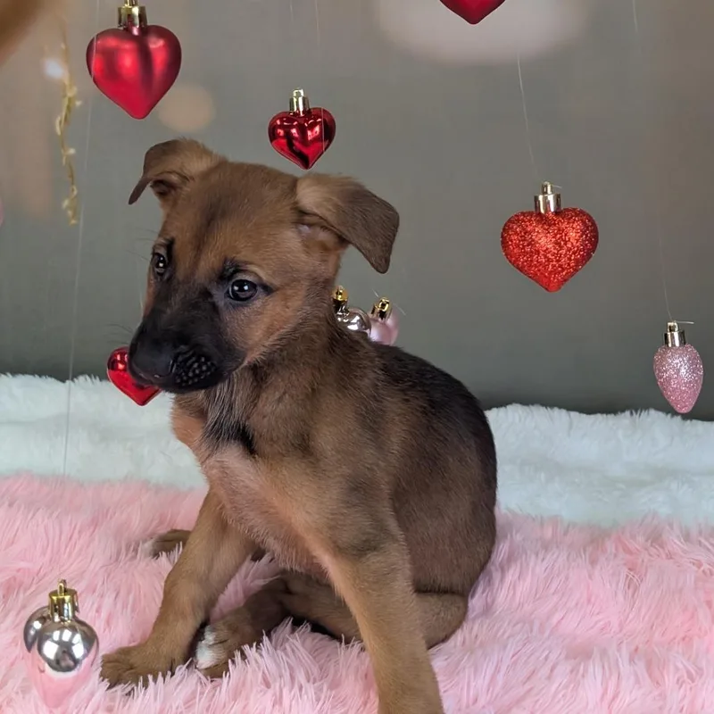 Sugarplum thumbnail 4