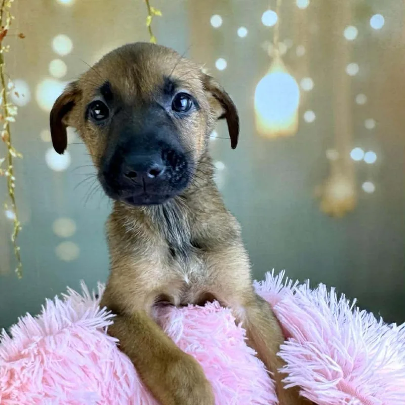 Sugarplum thumbnail 5