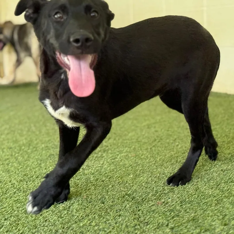 Powerdrill thumbnail 2