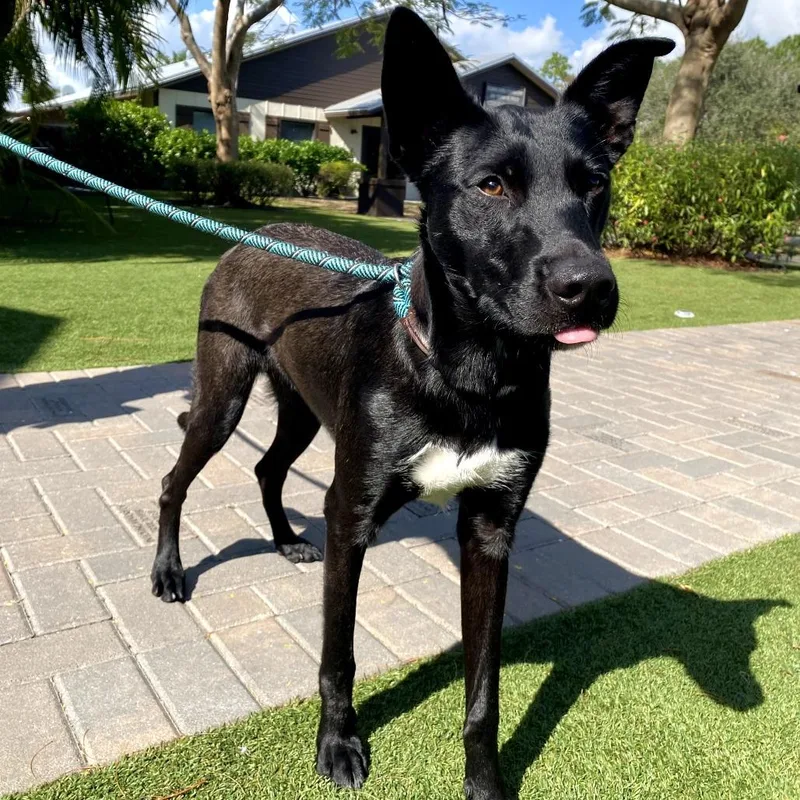 Powerdrill thumbnail 3