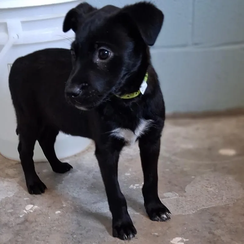 Powerdrill thumbnail 4