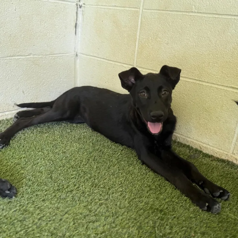 Powerdrill thumbnail 5