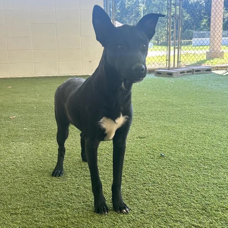 Powerdrill thumbnail 6