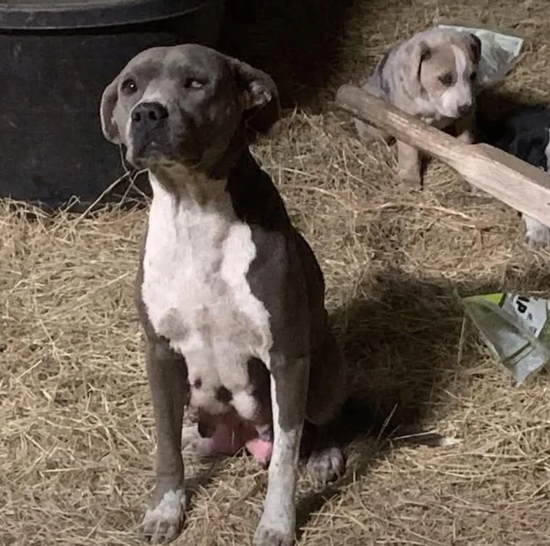 Diva  Has Arrived thumbnail 2