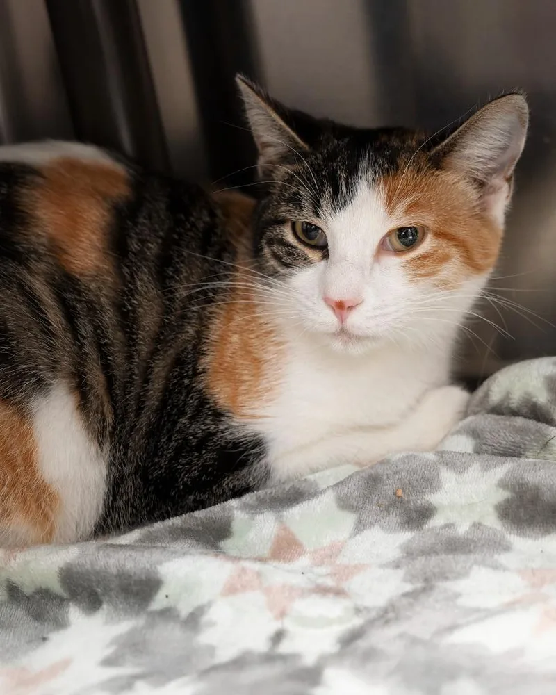 Kayli Bonded To Cali