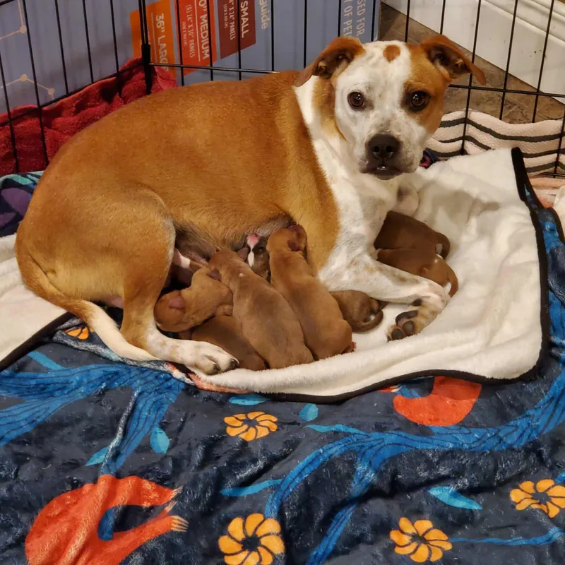 Wild Blackberry thumbnail 3