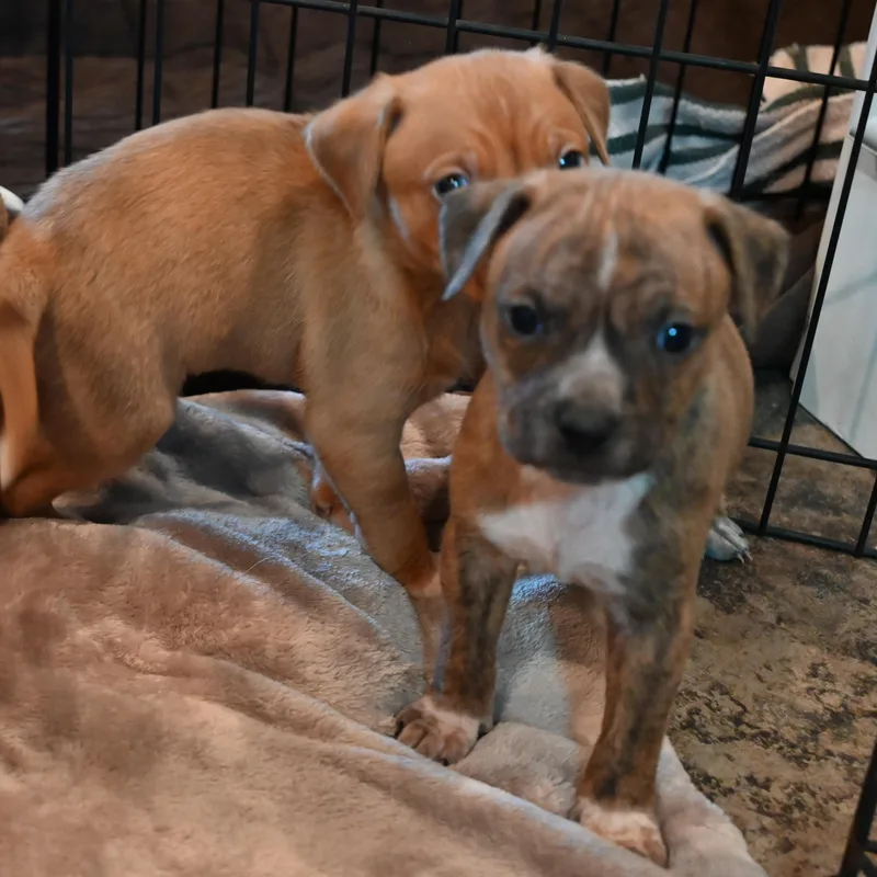 Wild Blackberry thumbnail 4