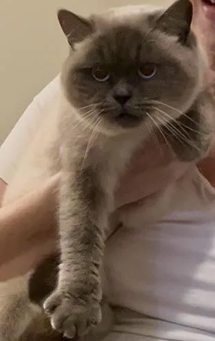 Macchiato thumbnail 2