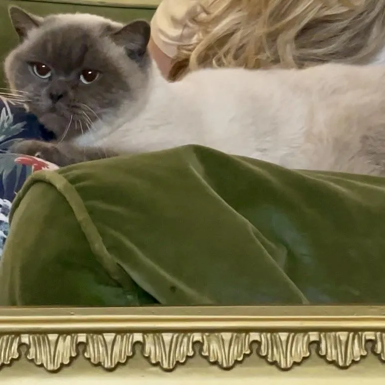 Macchiato thumbnail 3