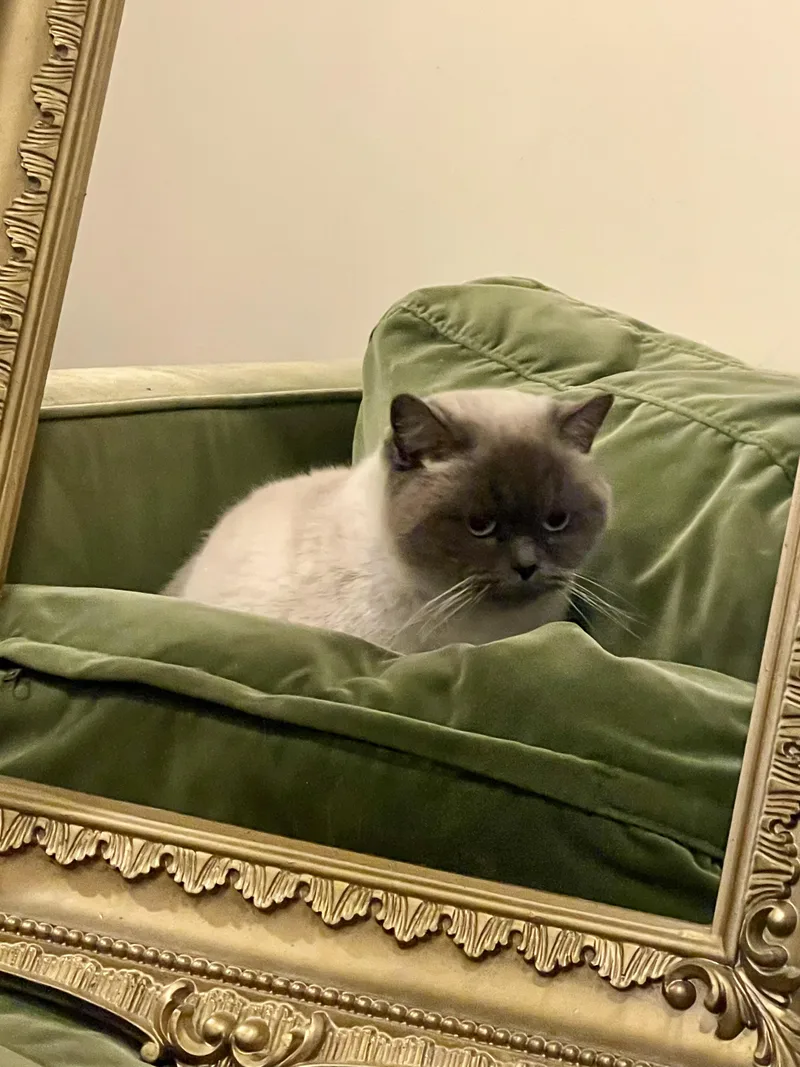 Macchiato thumbnail 4