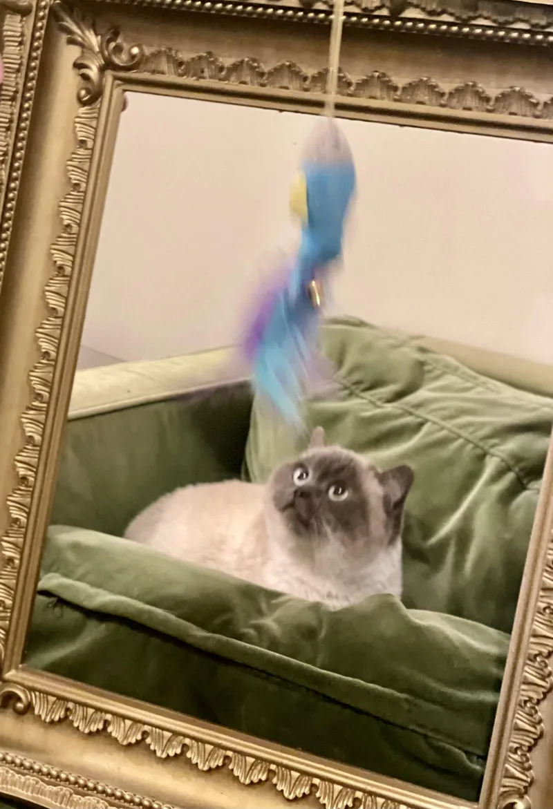 Macchiato thumbnail 5