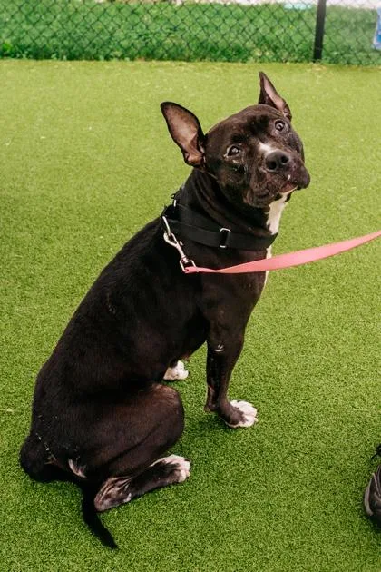 Kismet Fka Tana thumbnail 3