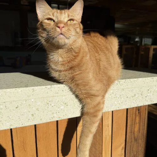 Jack Orange thumbnail 2