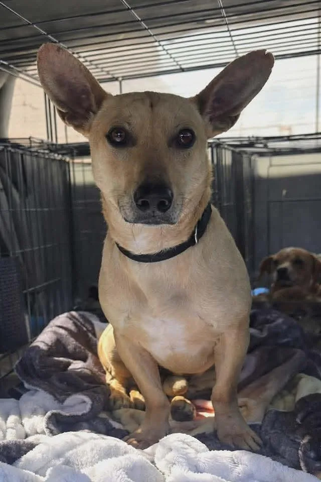 Tim Horton thumbnail 2