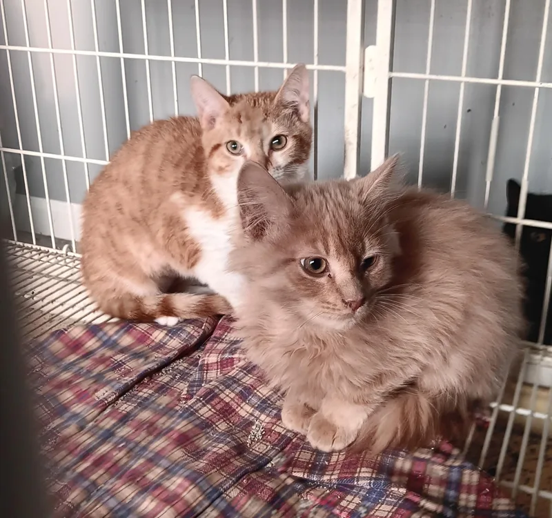 Scrabble And Clue thumbnail 2