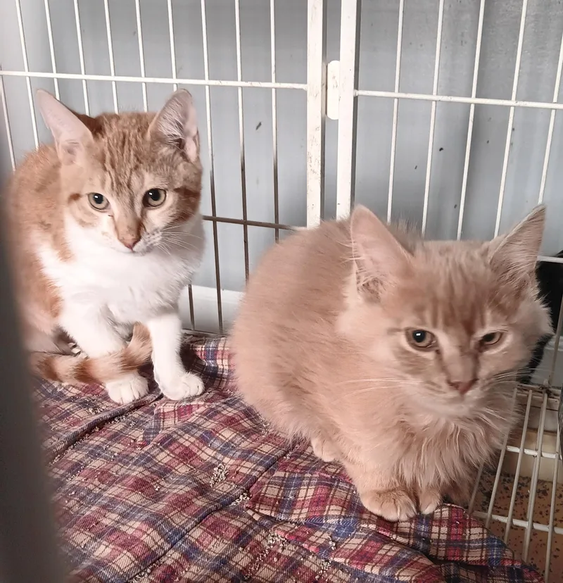 Scrabble And Clue thumbnail 3