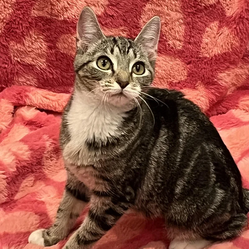 Mystique thumbnail 2