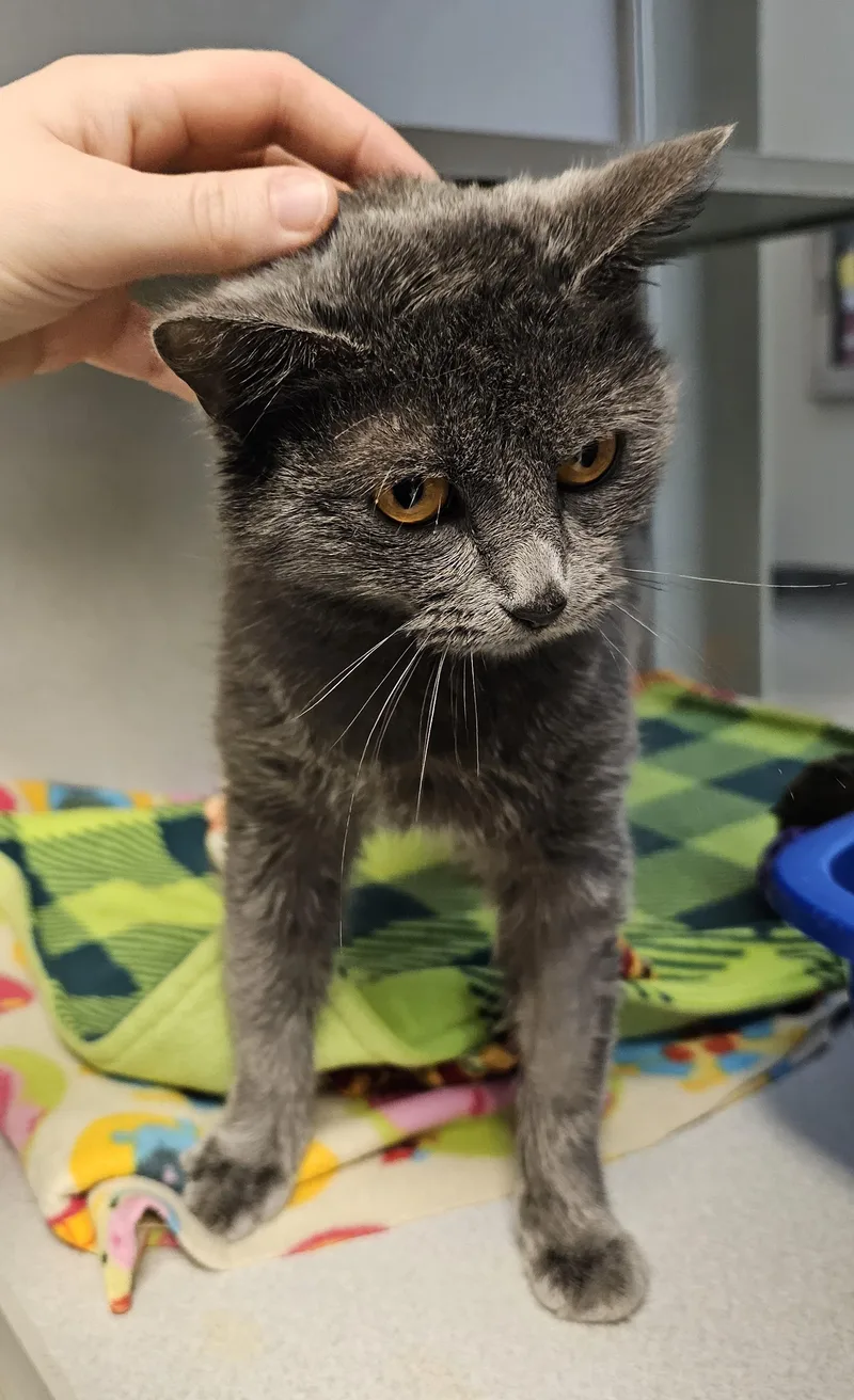 Sorbet Located @ Petsmart thumbnail 2