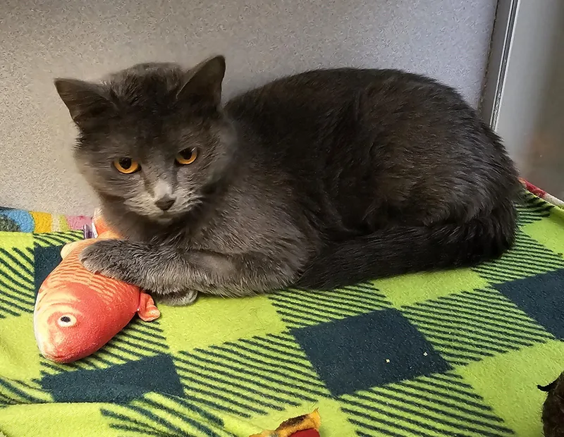 Sorbet Located @ Petsmart thumbnail 3