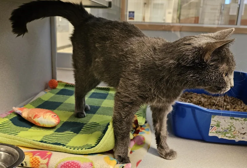 Sorbet Located @ Petsmart thumbnail 4