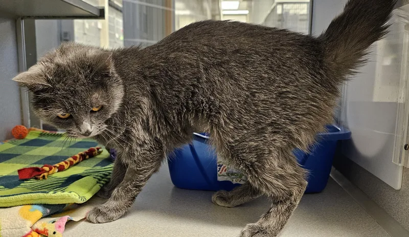 Sorbet Located @ Petsmart thumbnail 5