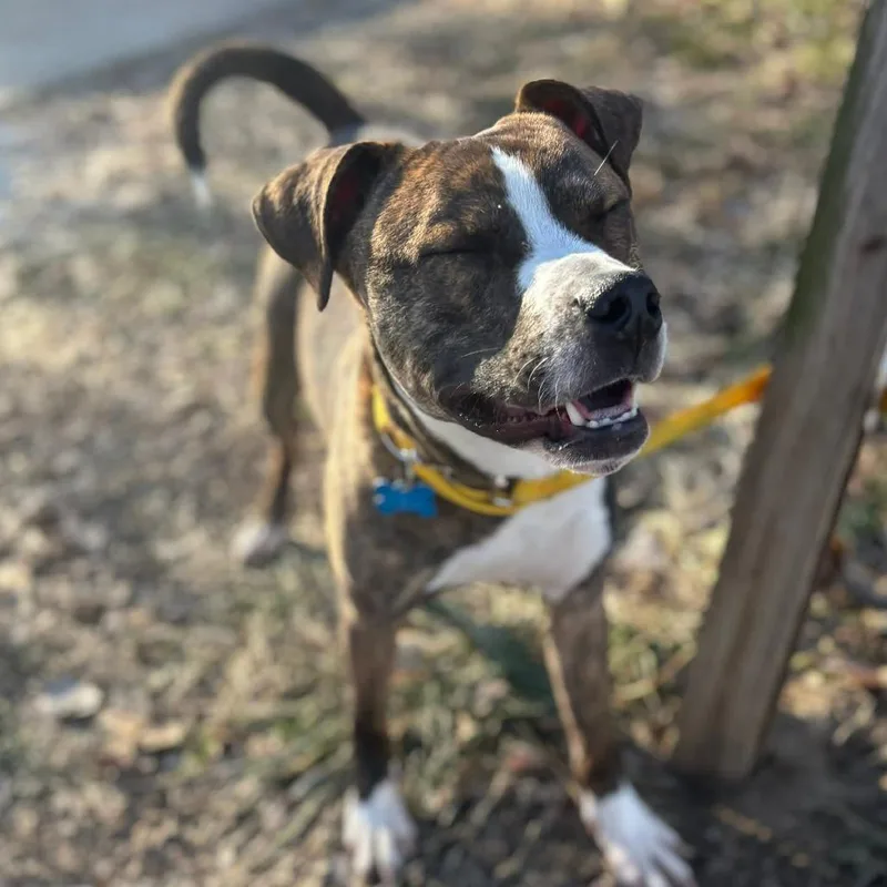 Bit O' Honey thumbnail 2