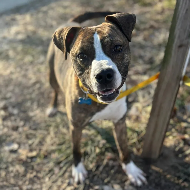 Bit O' Honey thumbnail 3