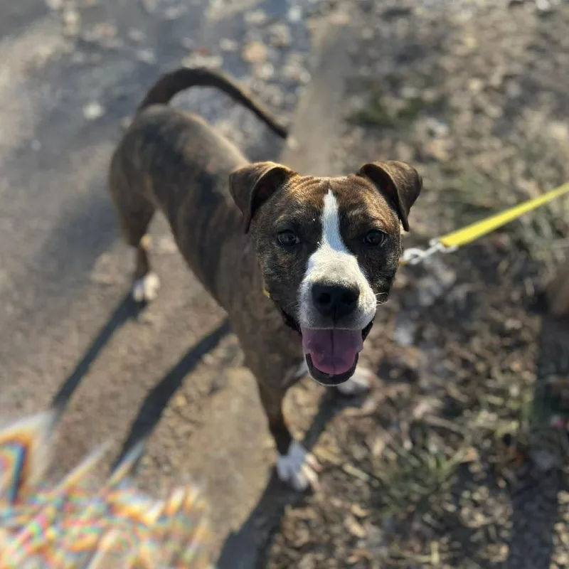 Bit O' Honey thumbnail 4