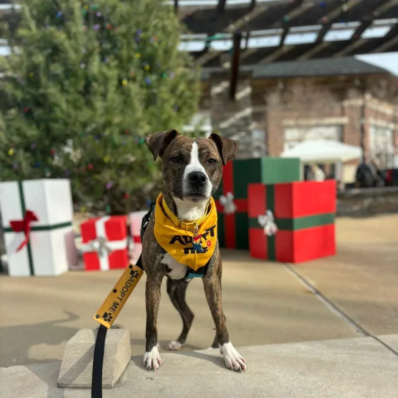 Bit O' Honey thumbnail 5