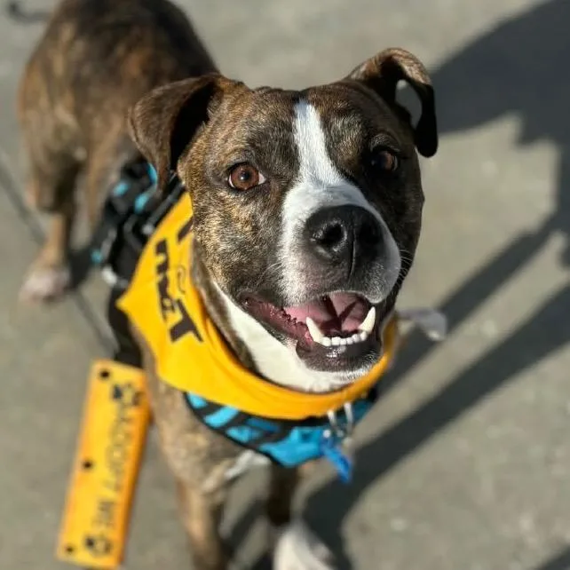 Bit O' Honey thumbnail 6