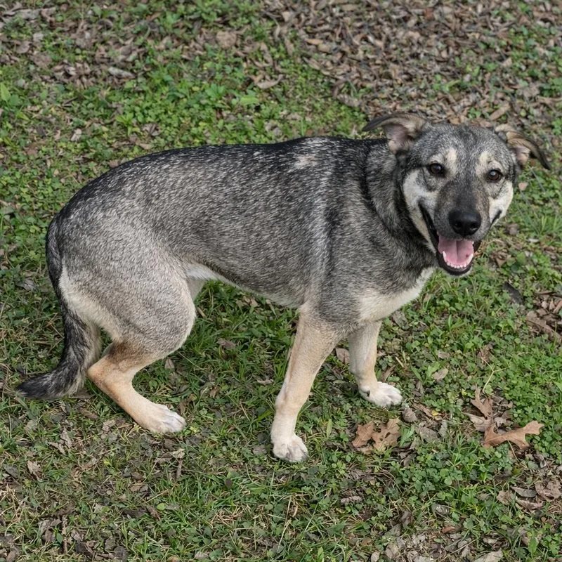 Serafina D thumbnail 2