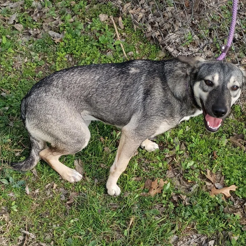 Serafina D thumbnail 3