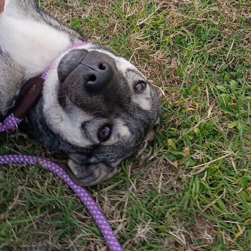 Serafina D thumbnail 4