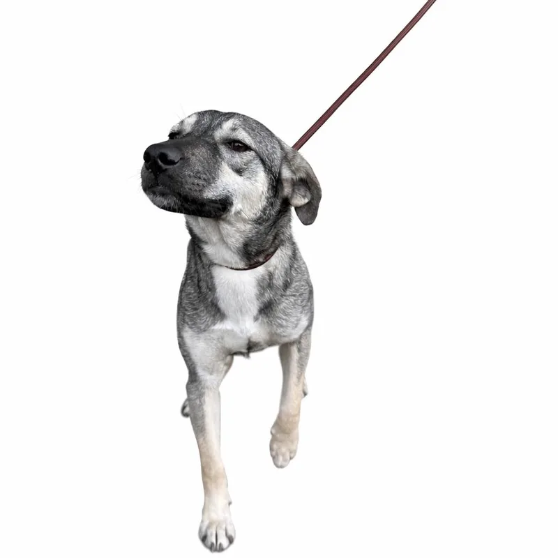 Serafina D thumbnail 5