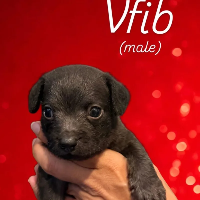 Vfib