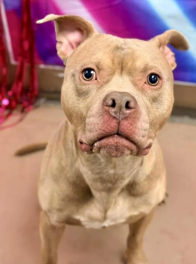 Monteverdi thumbnail 2